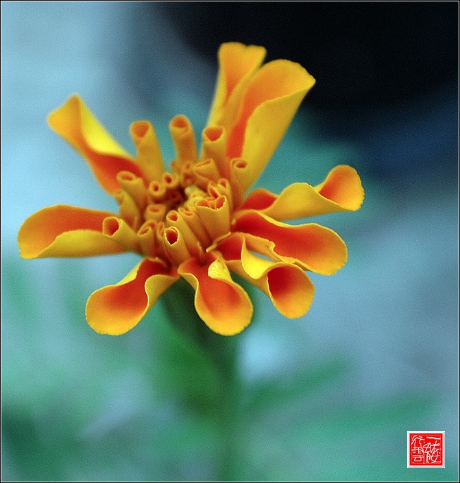 花儿~~~