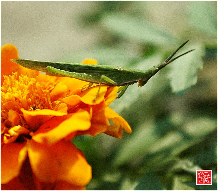 花儿~~~