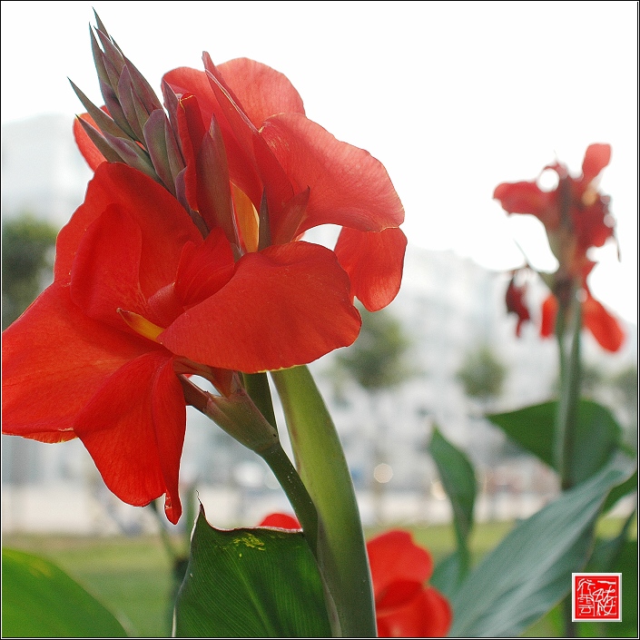 花儿~~~