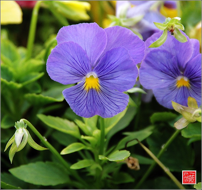 花儿~~~