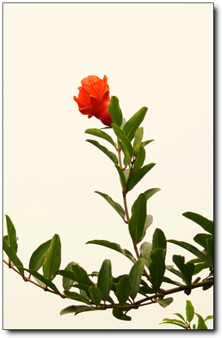 石榴花