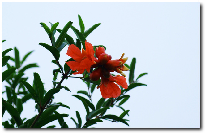 石榴花