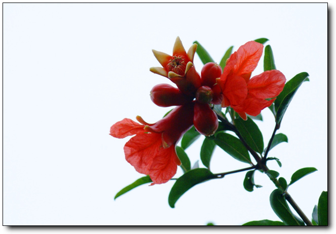 石榴花