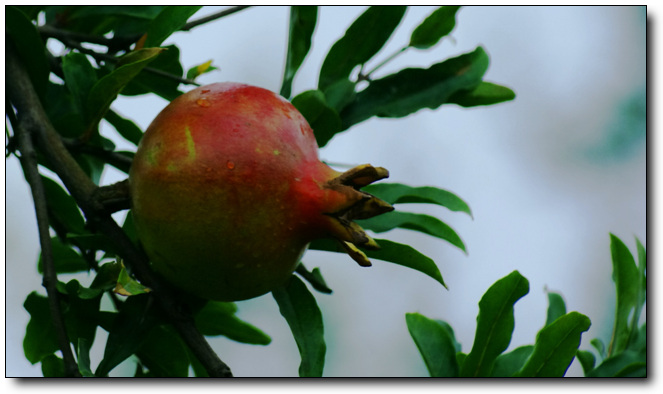 石榴花