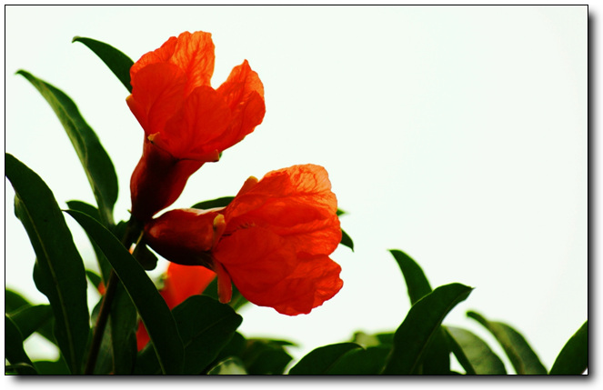 石榴花