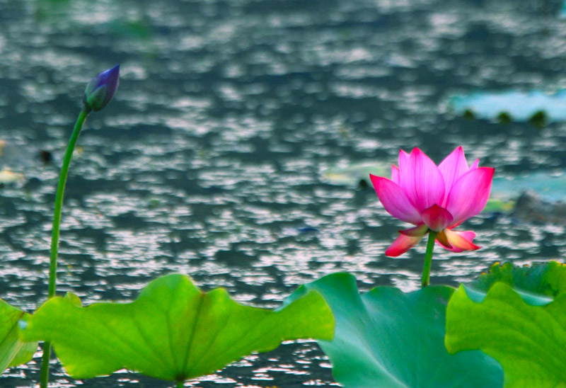 荷
