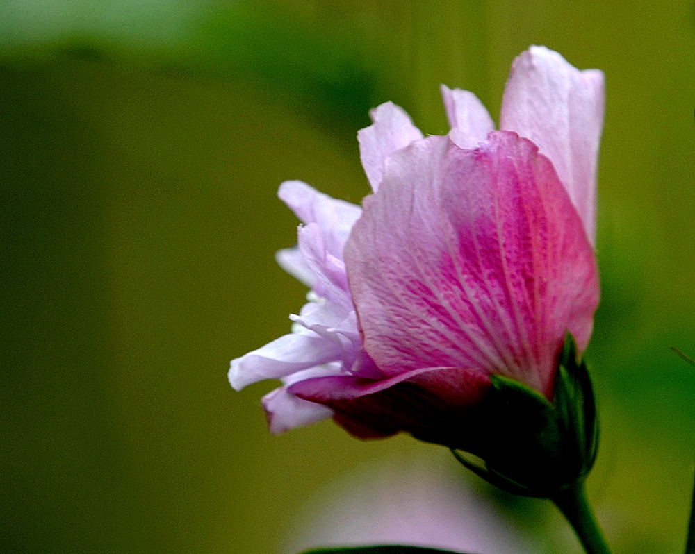 木槿花
