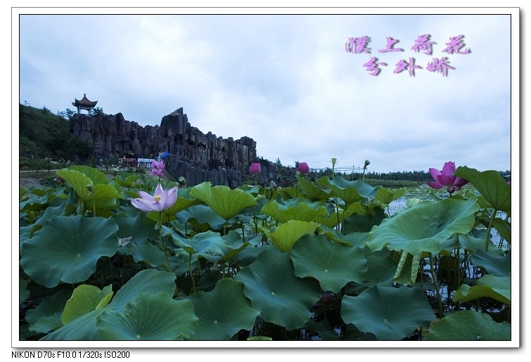 濮上荷花