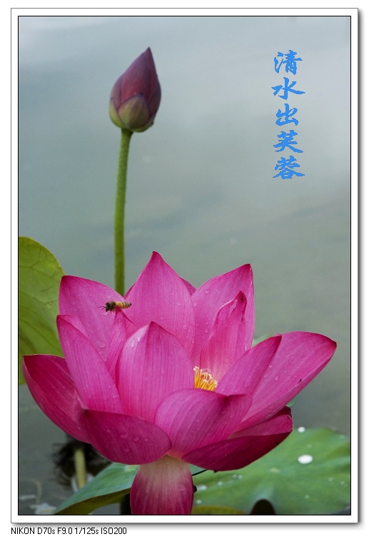 濮上荷花