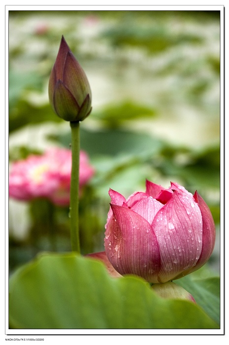濮上荷花