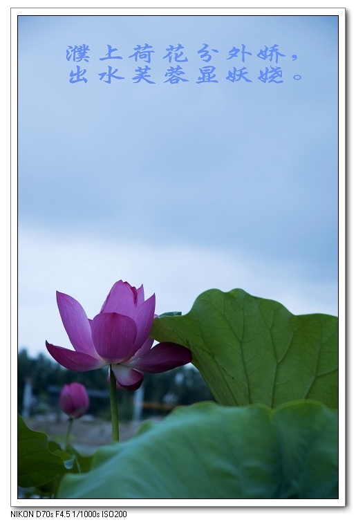 濮上荷花