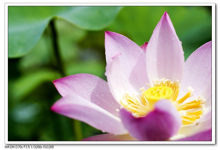 濮上荷花