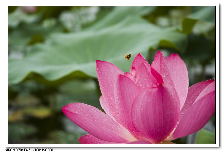 濮上荷花