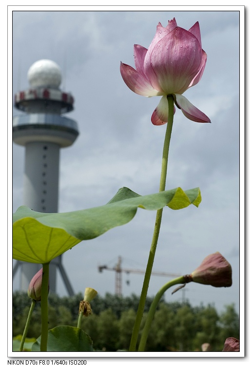 濮上荷花