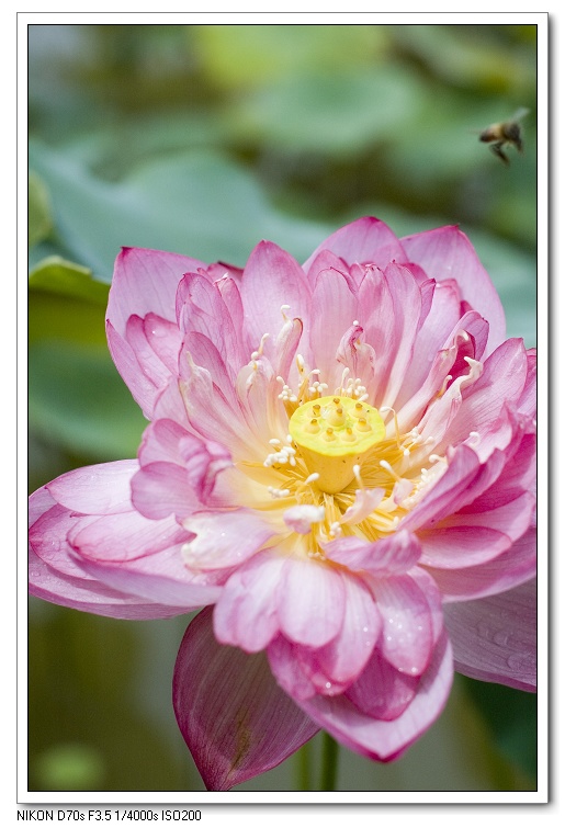 濮上荷花