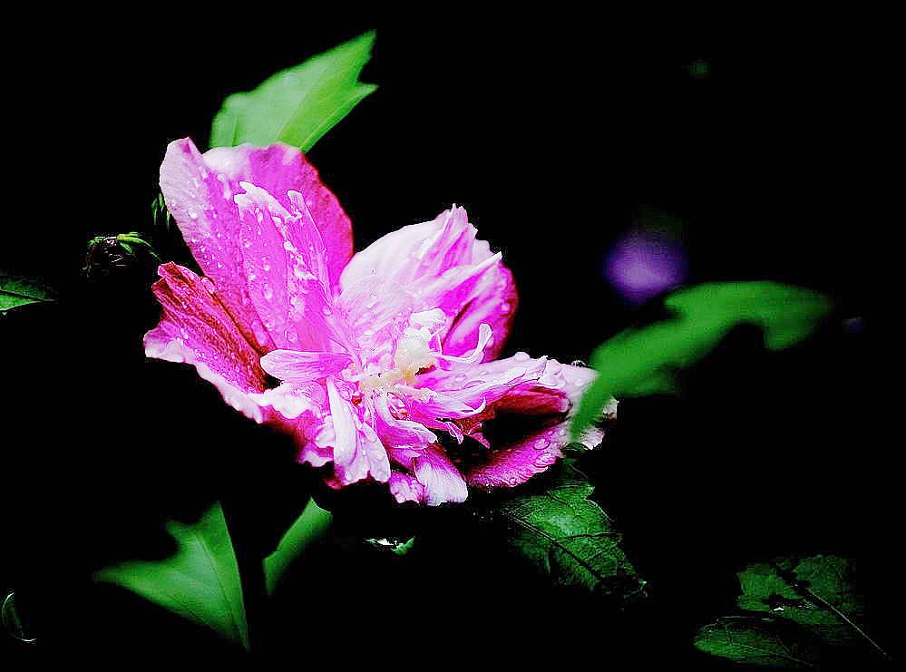 韩国国花————木槿花