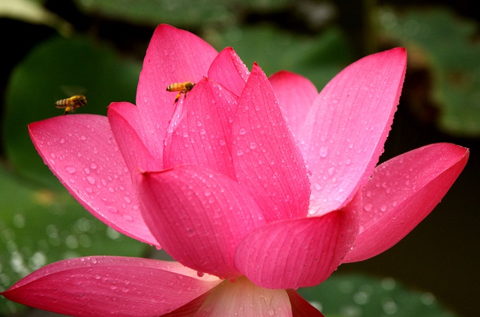 濮上荷花