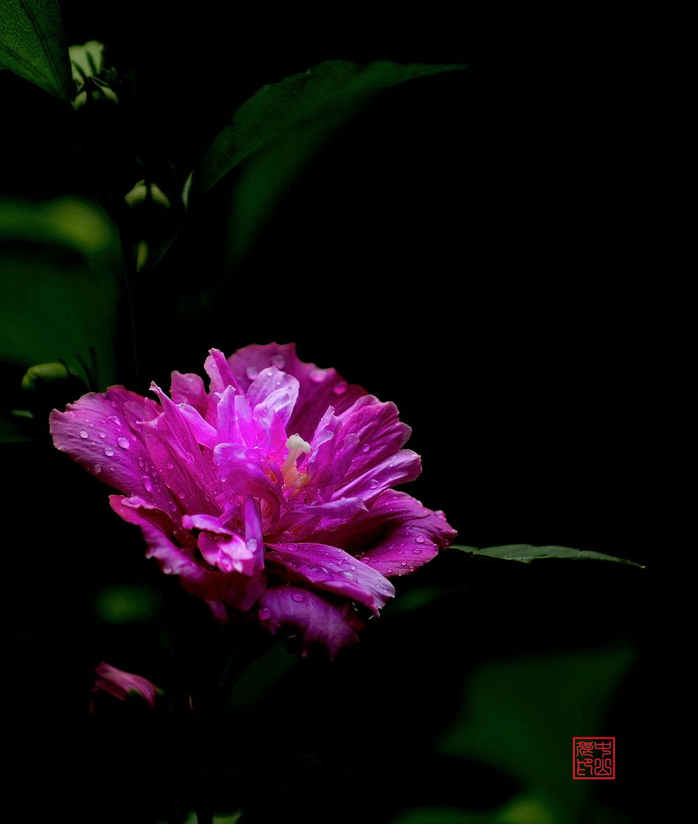 韩国国花————木槿花