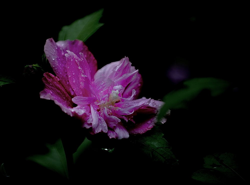 韩国国花————木槿花