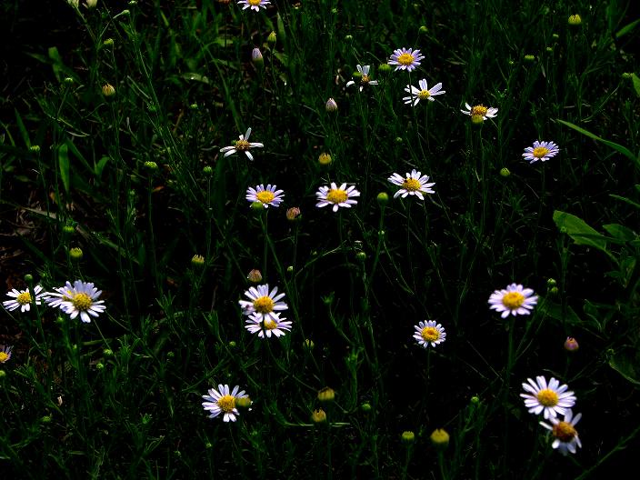 [原创]就爱小花花