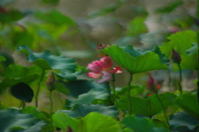 [原创]濮上荷韵