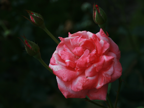 花卉一组
