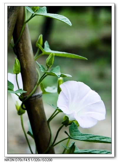 牵牛花