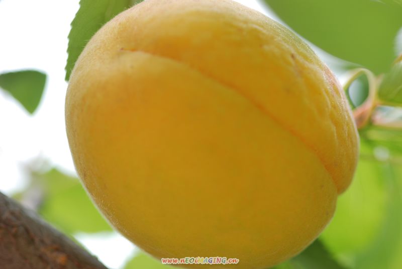 硕果