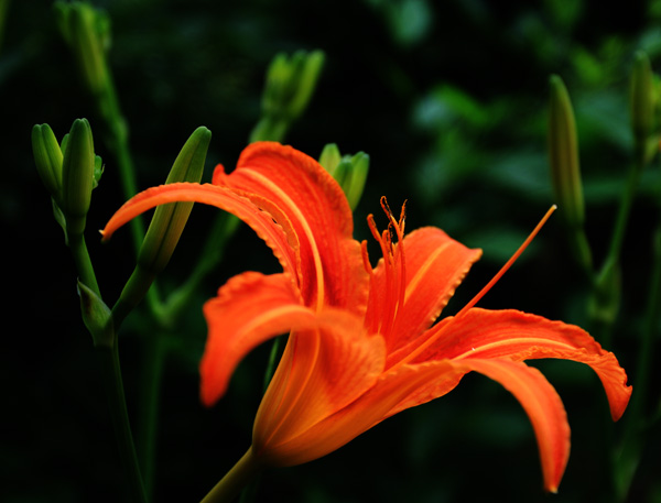 金针花