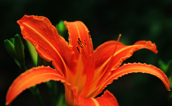 金针花