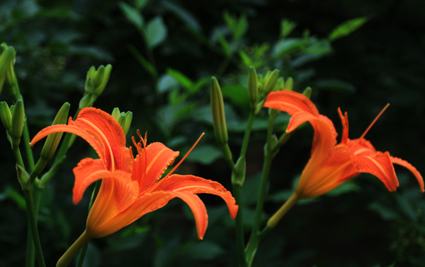 金针花