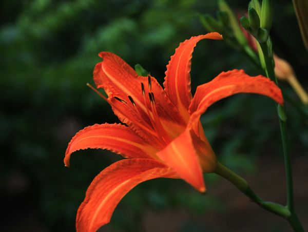 金针花