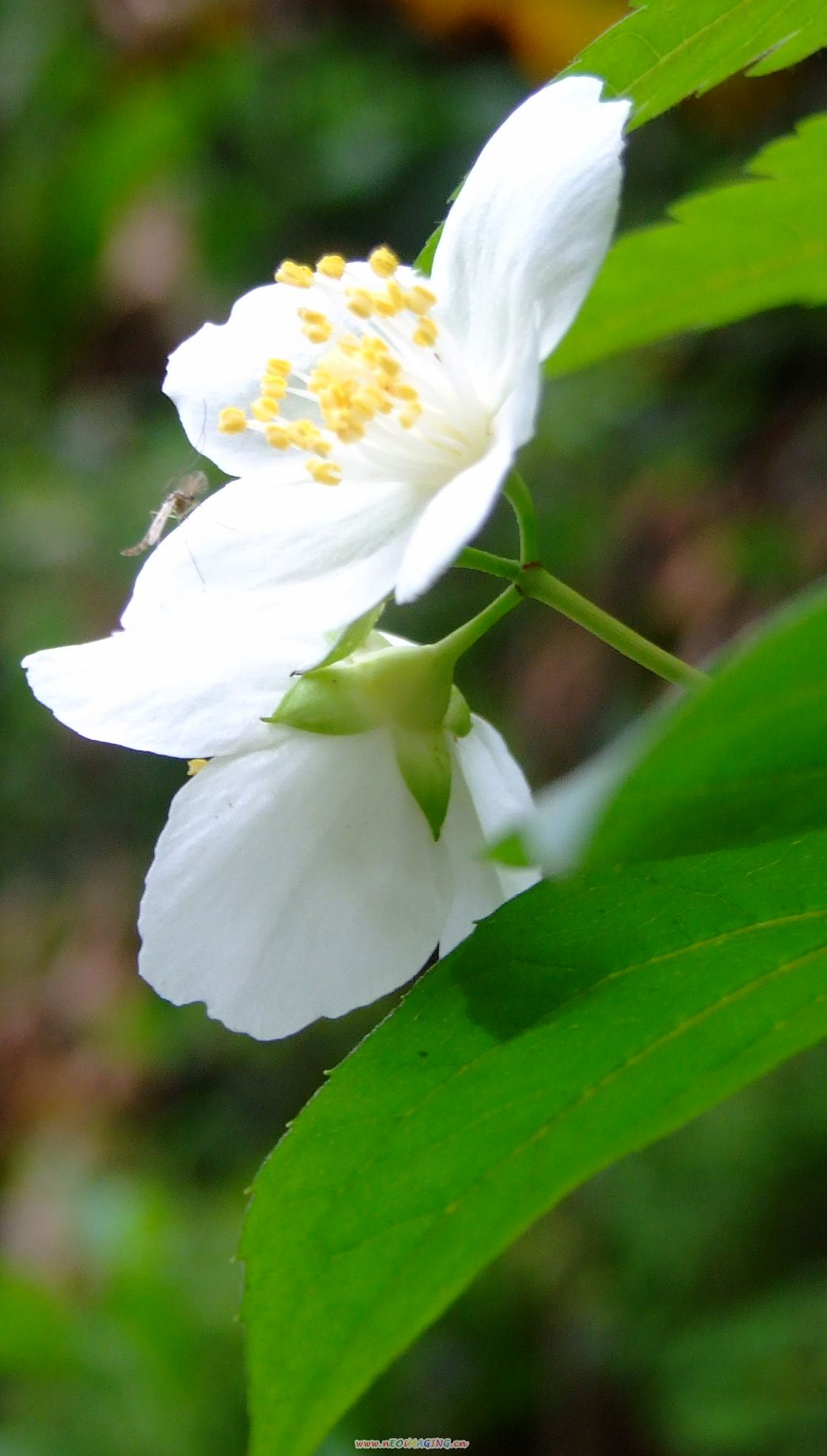 [原创]不知名的白花儿