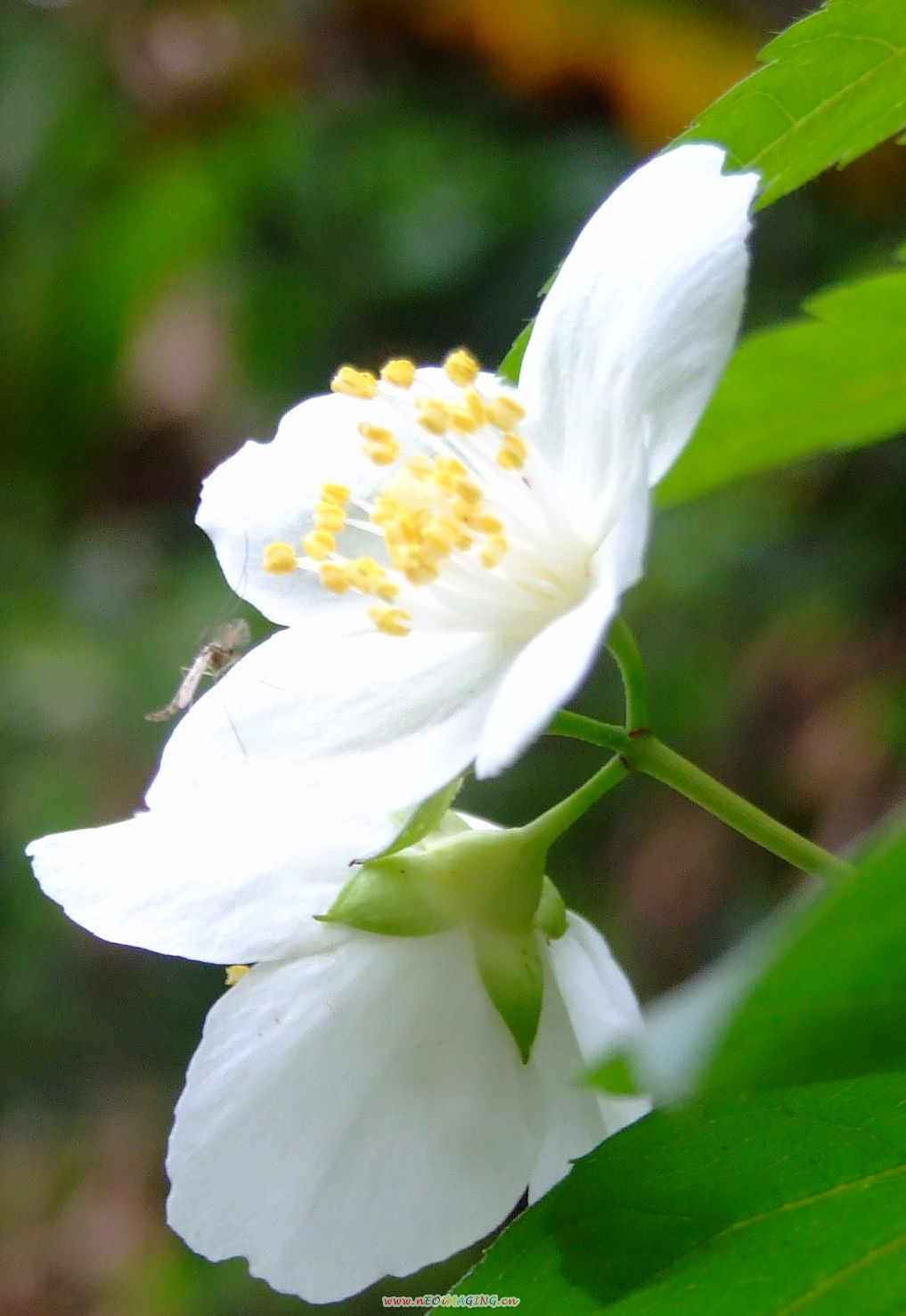 [原创]不知名的白花儿