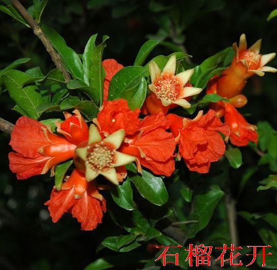 石榴