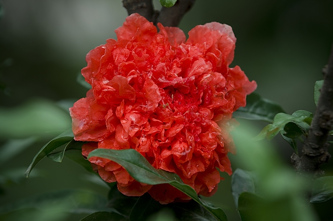 石榴花
