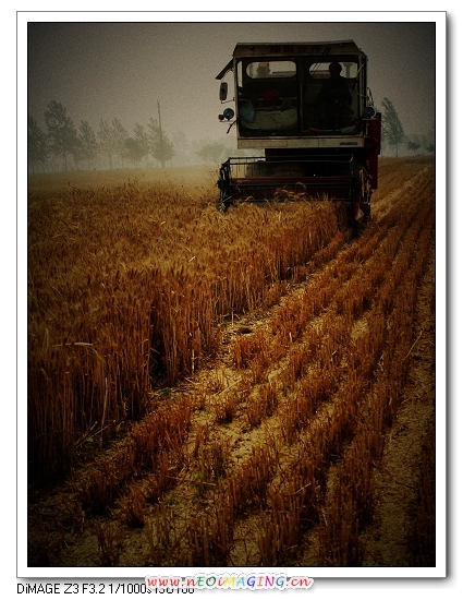 收麦