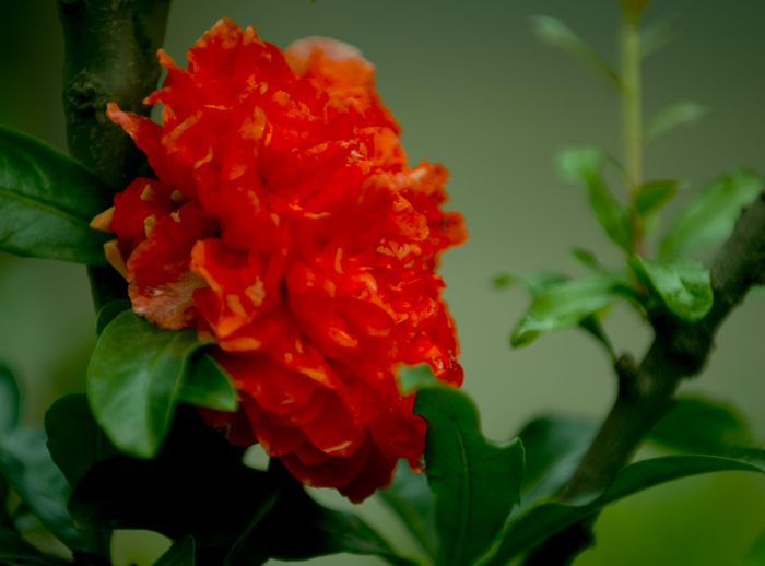 石榴花