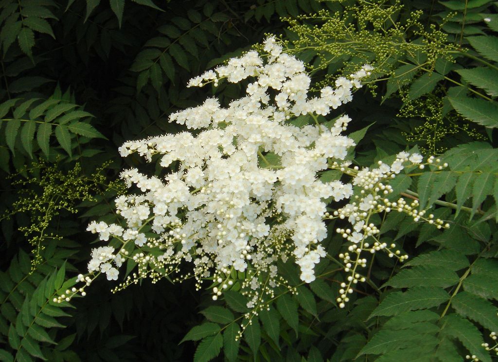 荚迷花