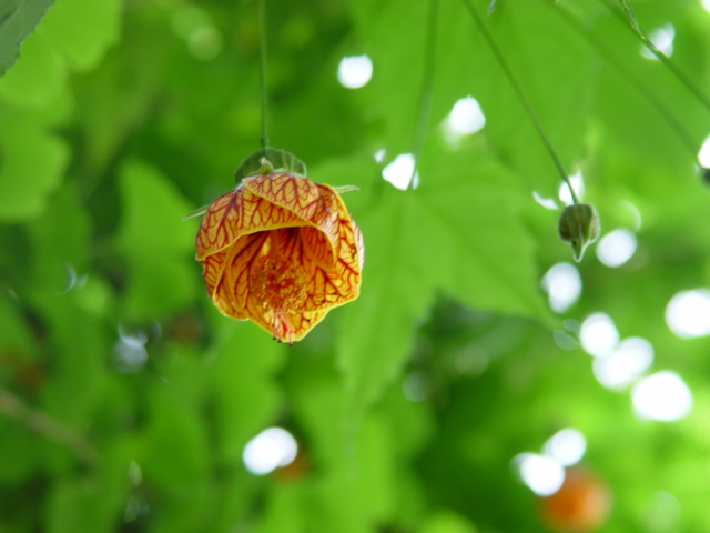 灯笼花