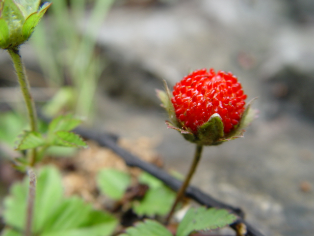 灯笼花