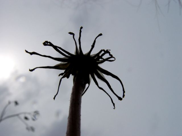 灯笼花