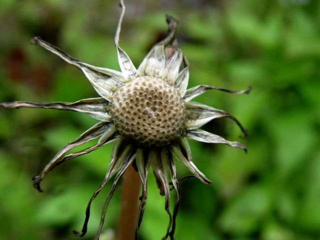 灯笼花