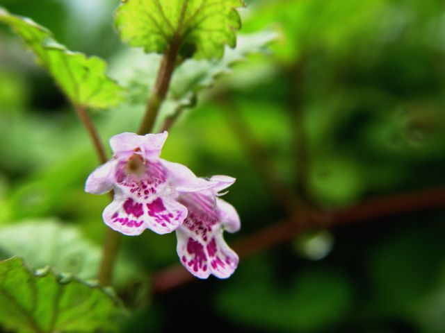 灯笼花