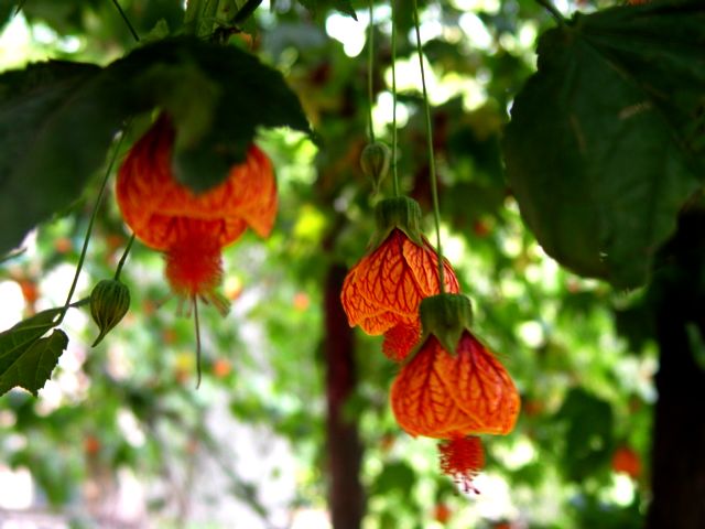 灯笼花
