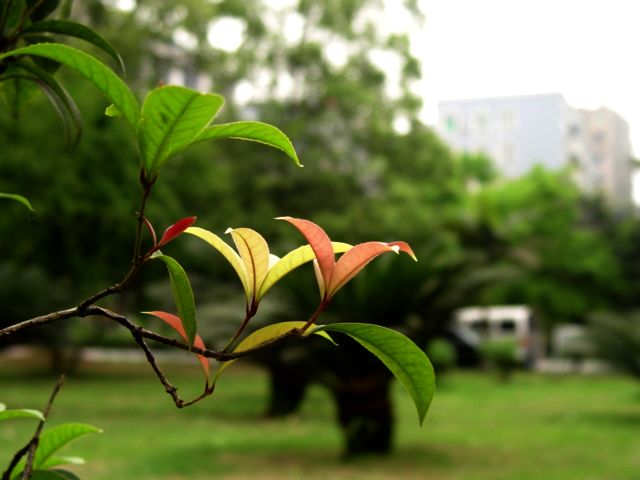 灯笼花