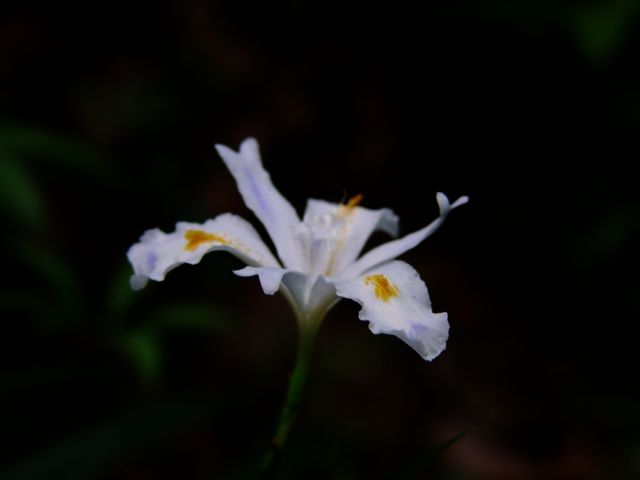 灯笼花