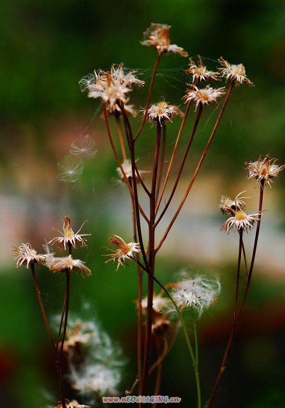 [原创]花花草草——试镜一组