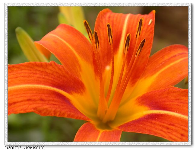 [原创]原来金针菜的花这么漂亮啊