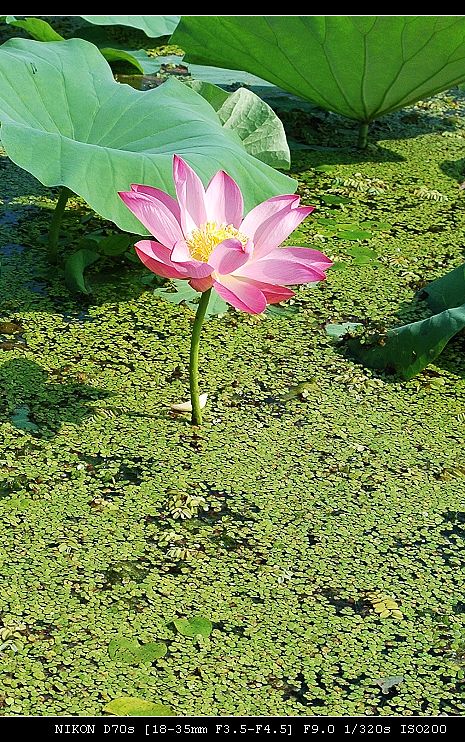微山湖上荷花开